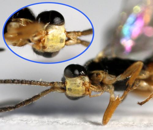 Stenomacrus sp.